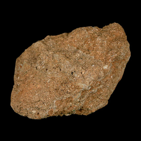 1.6" Mosasaur Prognathodon Fossil Tooth In Matrix Cretaceous Dinosaur Era COA - Fossil Age Minerals