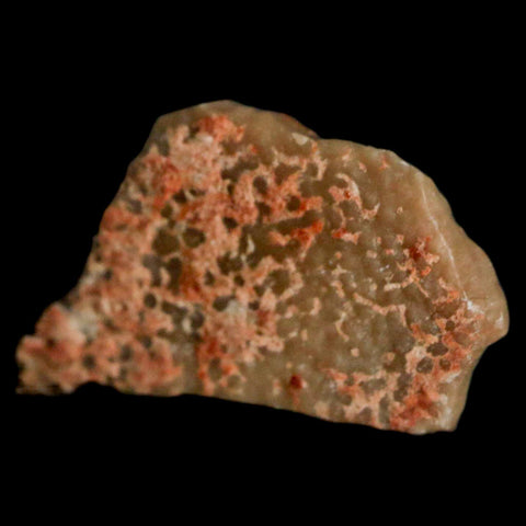 0.7" Megaloolithus Titanosaur Dinosaur Fossil Egg Shell Bouches Du Rhone France Display - Fossil Age Minerals