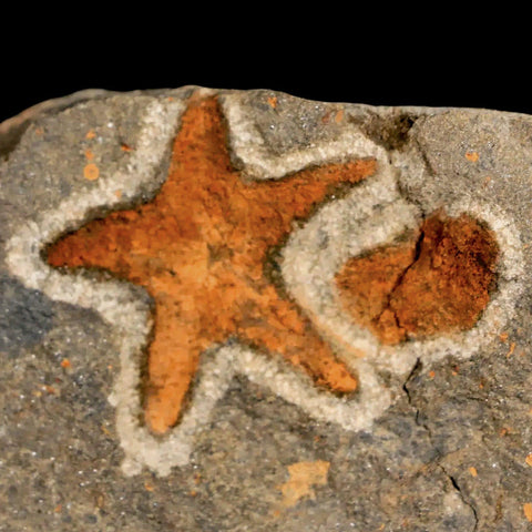 26MM Brittle Star Petraster Starfish Fossil Ordovician Age Blekus Morocco COA - Fossil Age Minerals