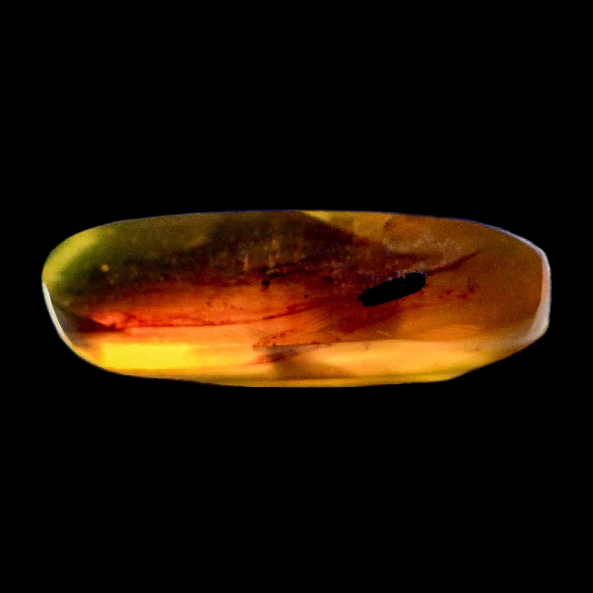 Burmese Insect Amber Coleoptera Beetle Bug Fossil Cretaceous Bermite Dinosaur Age - Fossil Age Minerals