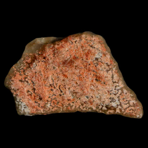 0.7" Megaloolithus Titanosaur Dinosaur Fossil Egg Shell Bouches Du Rhone France Display - Fossil Age Minerals