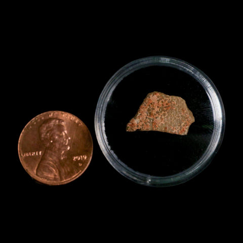 0.7" Megaloolithus Titanosaur Dinosaur Fossil Egg Shell Bouches Du Rhone France Display - Fossil Age Minerals