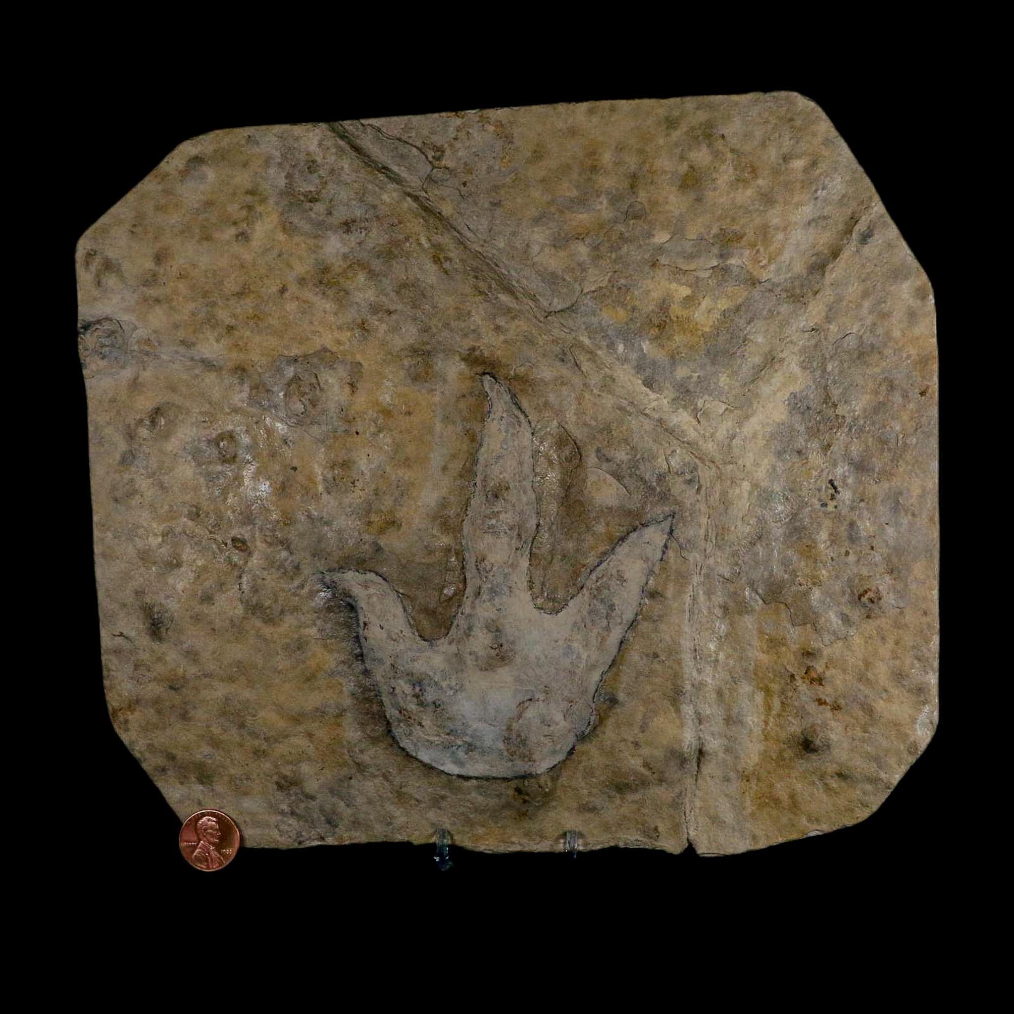 4.8" Grallator Variabilis Dinosaurs Tracks Foot Prints Jurassic Age France COA, Stand - Fossil Age Minerals