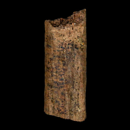 0.9" Hadrosaur Dinosaur Tendon Fossil Lance Creek FM Cretaceous WY COA Display