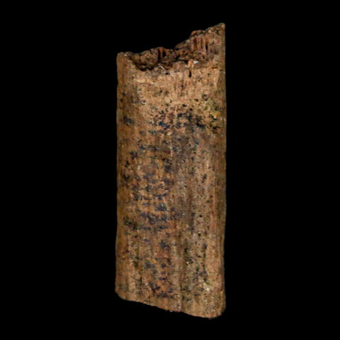 0.9" Hadrosaur Dinosaur Tendon Fossil Lance Creek FM Cretaceous WY COA Display - Fossil Age Minerals