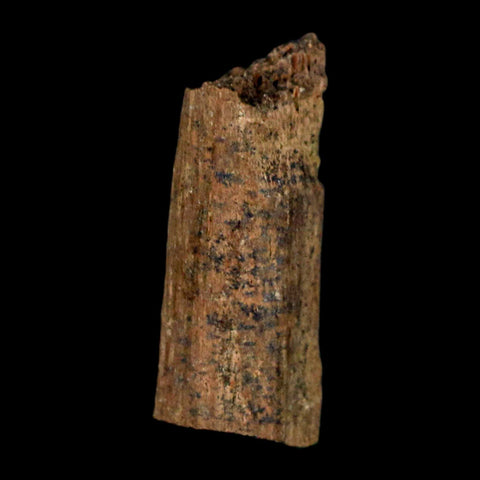 0.9" Hadrosaur Dinosaur Tendon Fossil Lance Creek FM Cretaceous WY COA Display - Fossil Age Minerals