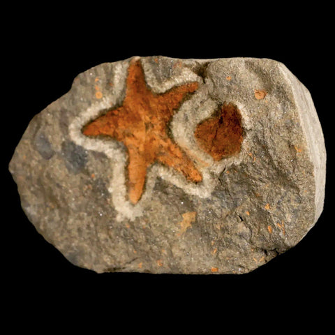 26MM Brittle Star Petraster Starfish Fossil Ordovician Age Blekus Morocco COA - Fossil Age Minerals
