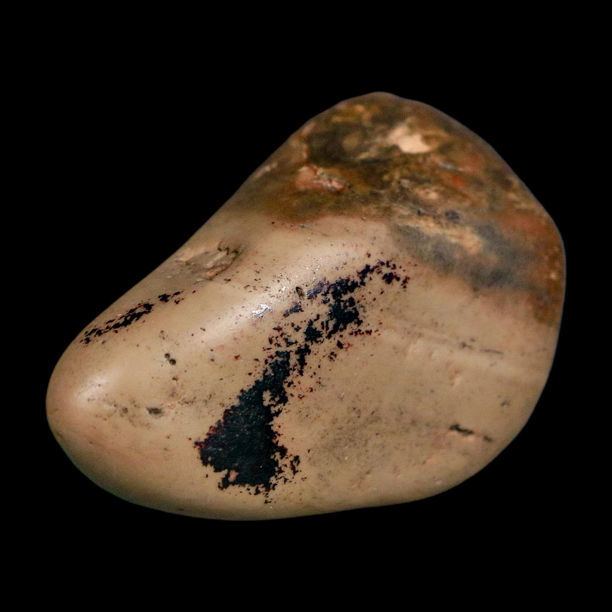 2" Sauropod Dinosaur Stomach Stone Gastrolith Rock Gizzard Stone COA - Fossil Age Minerals