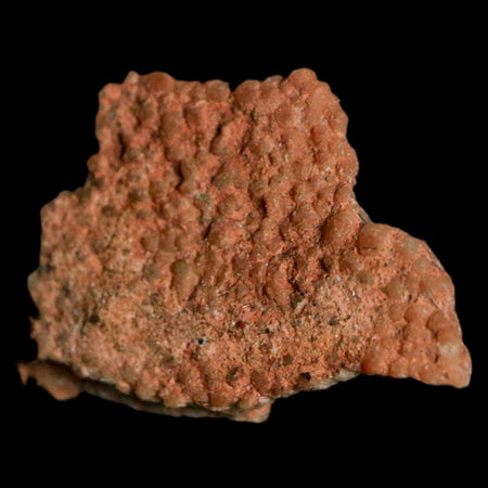 0.7" Megaloolithus Titanosaur Dinosaur Fossil Egg Shell Bouches Du Rhone France Display