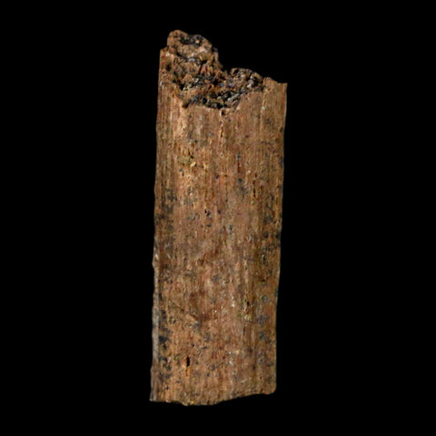 0.9" Hadrosaur Dinosaur Tendon Fossil Lance Creek FM Cretaceous WY COA Display - Fossil Age Minerals