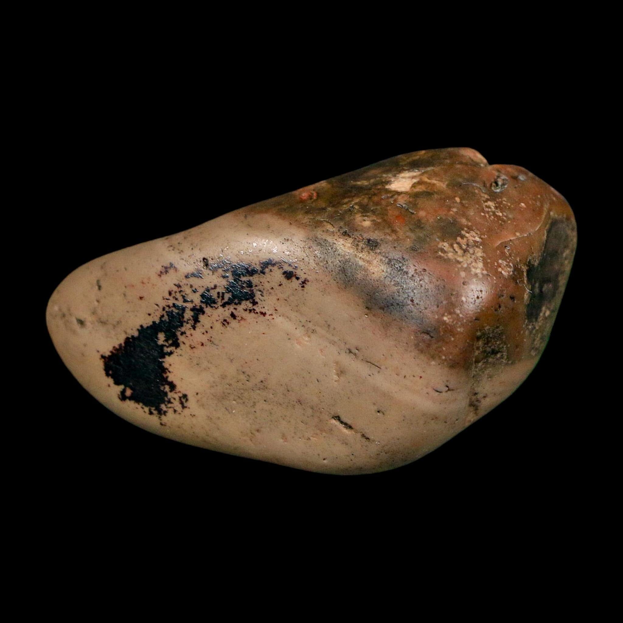 2" Sauropod Dinosaur Stomach Stone Gastrolith Rock Gizzard Stone COA - Fossil Age Minerals