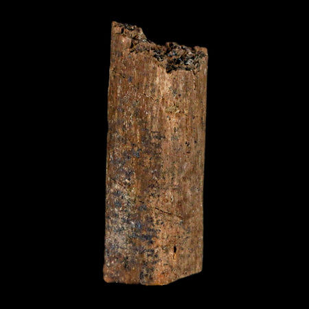 0.9" Hadrosaur Dinosaur Tendon Fossil Lance Creek FM Cretaceous WY COA Display