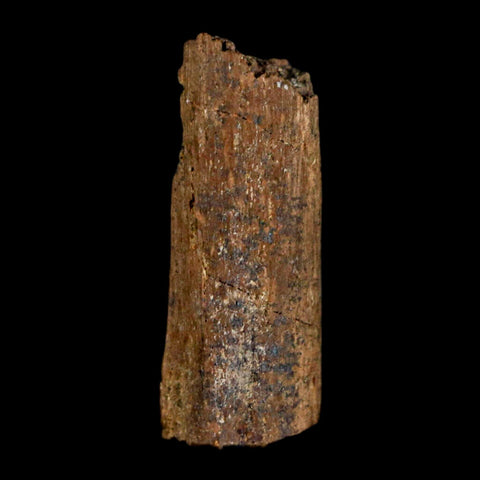 0.9" Hadrosaur Dinosaur Tendon Fossil Lance Creek FM Cretaceous WY COA Display - Fossil Age Minerals