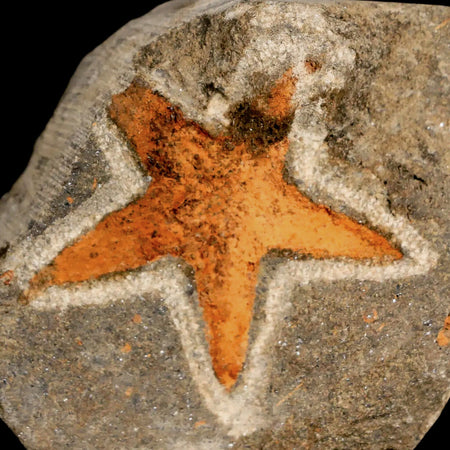 36MM Brittlestar Petraster Starfish Fossil Ordovician Age Blekus Morocco COA