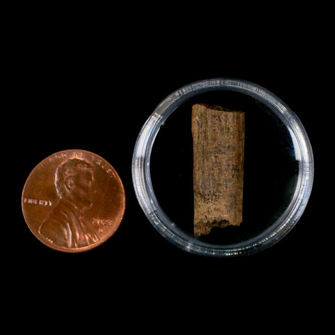 0.9" Hadrosaur Dinosaur Tendon Fossil Lance Creek FM Cretaceous WY COA Display - Fossil Age Minerals