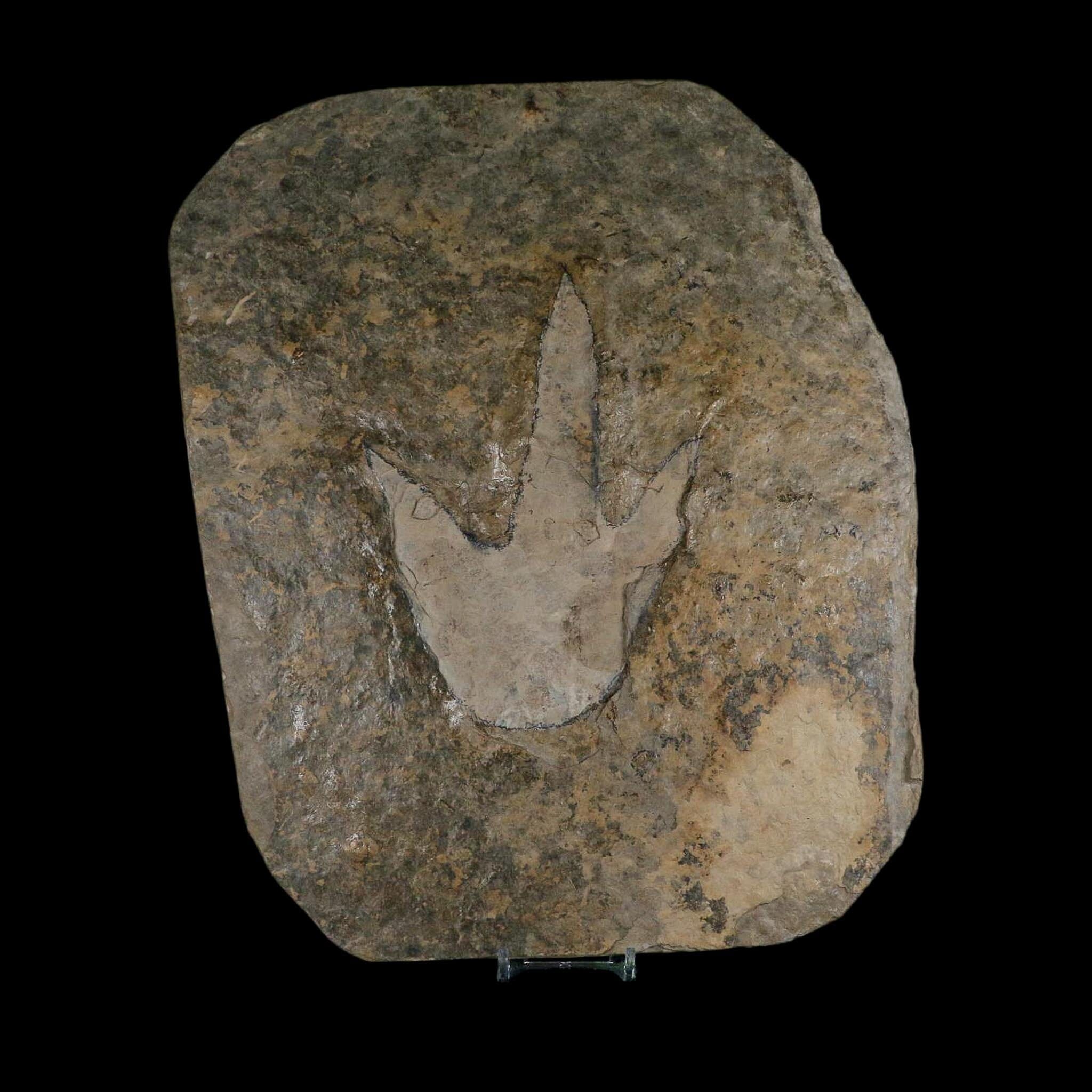 6" Grallator Variabilis Dinosaurs Tracks Foot Prints Jurassic Age France COA, Stand - Fossil Age Minerals