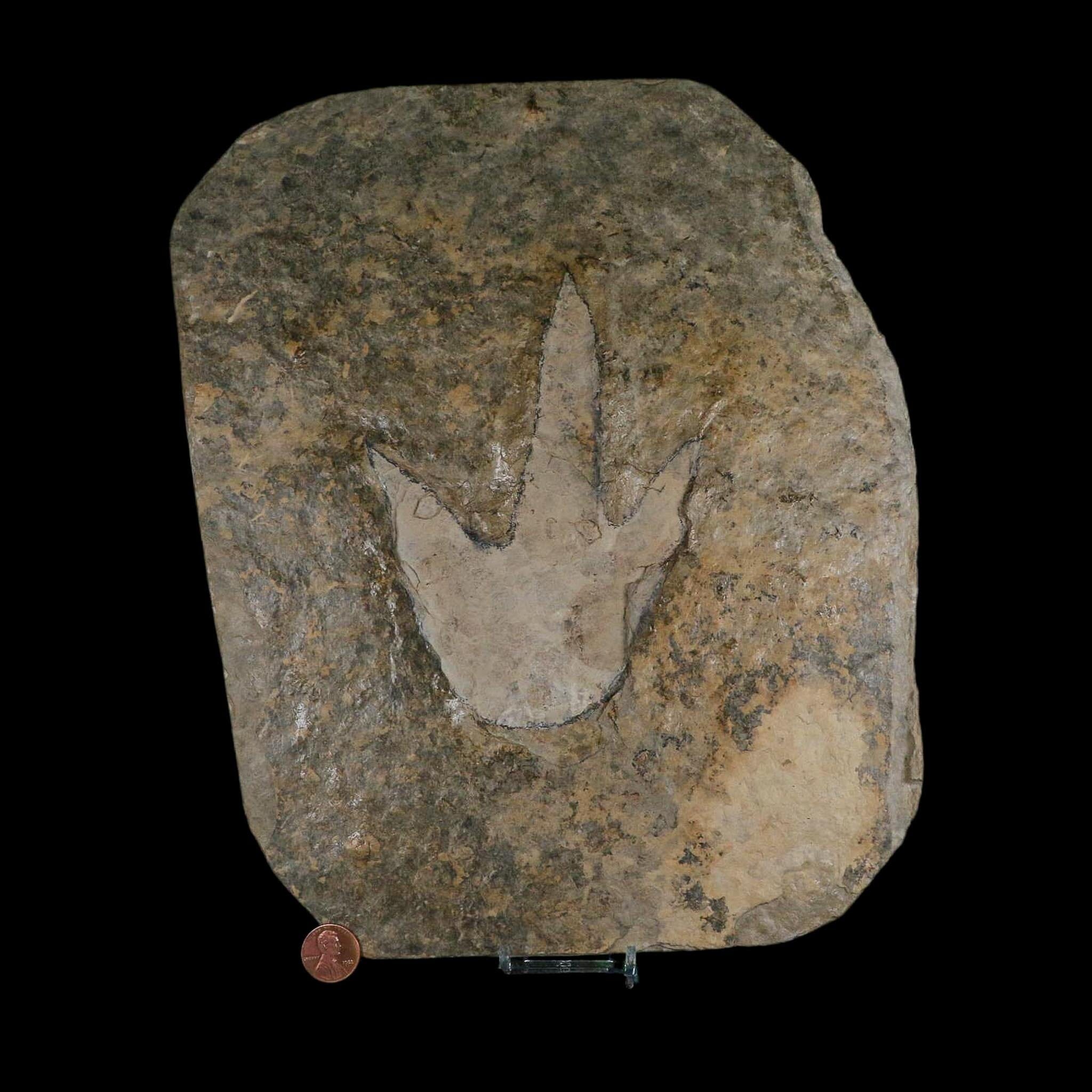 6" Grallator Variabilis Dinosaurs Tracks Foot Prints Jurassic Age France COA, Stand - Fossil Age Minerals