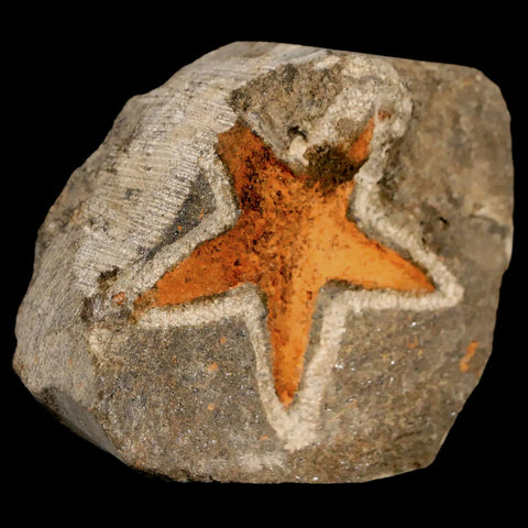 36MM Brittlestar Petraster Starfish Fossil Ordovician Age Blekus Morocco COA - Fossil Age Minerals