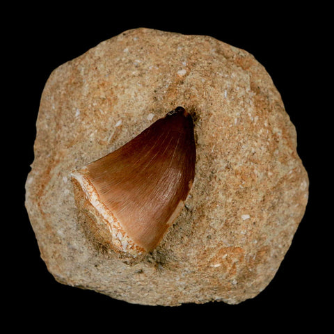 1.2" Mosasaur Prognathodon Fossil Tooth In Matrix Cretaceous Dinosaur Era COA - Fossil Age Minerals