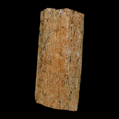 0.8" Hadrosaur Dinosaur Tendon Fossil Lance Creek FM Cretaceous WY COA Display - Fossil Age Minerals