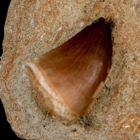 1.2" Mosasaur Prognathodon Fossil Tooth In Matrix Cretaceous Dinosaur Era COA - Fossil Age Minerals