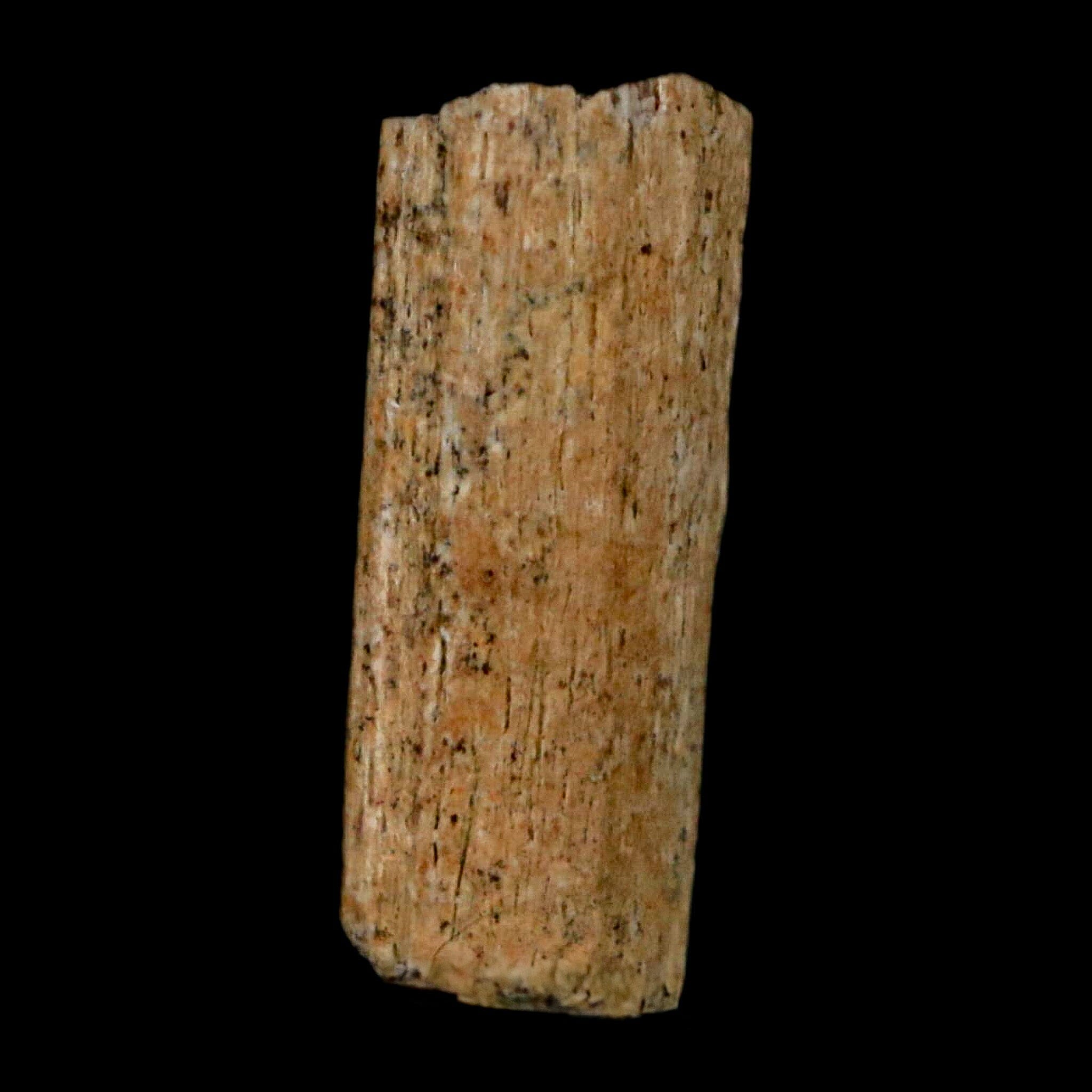 0.8" Hadrosaur Dinosaur Tendon Fossil Lance Creek FM Cretaceous WY COA Display - Fossil Age Minerals