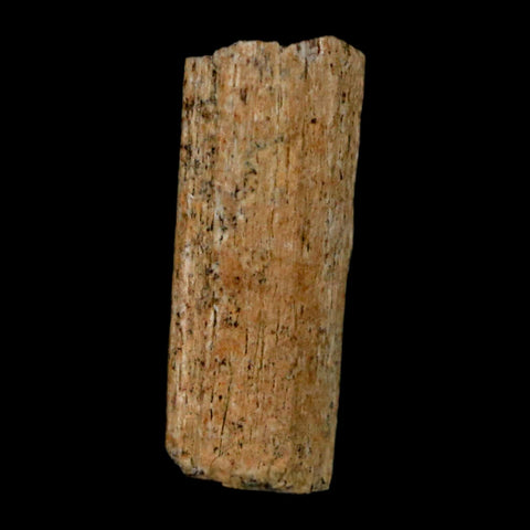 0.8" Hadrosaur Dinosaur Tendon Fossil Lance Creek FM Cretaceous WY COA Display - Fossil Age Minerals