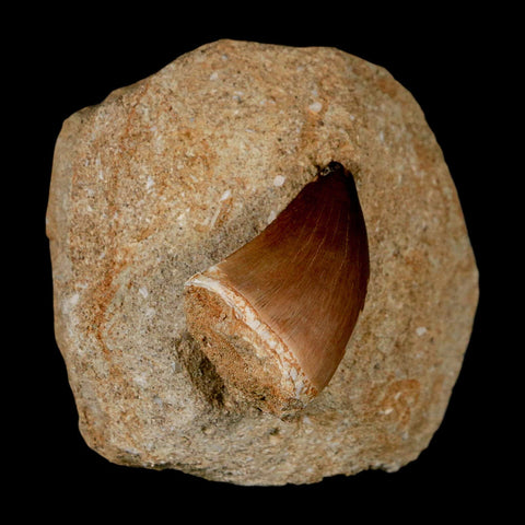 1.2" Mosasaur Prognathodon Fossil Tooth In Matrix Cretaceous Dinosaur Era COA - Fossil Age Minerals