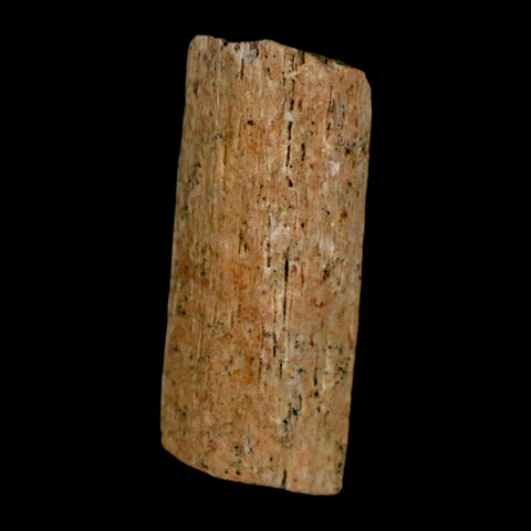 0.8" Hadrosaur Dinosaur Tendon Fossil Lance Creek FM Cretaceous WY COA Display - Fossil Age Minerals