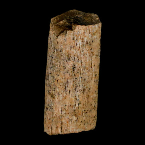 0.8" Hadrosaur Dinosaur Tendon Fossil Lance Creek FM Cretaceous WY COA Display - Fossil Age Minerals