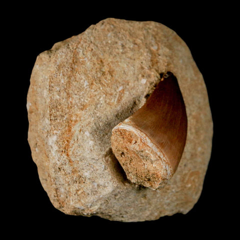 1.2" Mosasaur Prognathodon Fossil Tooth In Matrix Cretaceous Dinosaur Era COA - Fossil Age Minerals