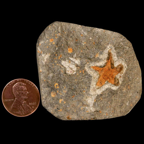 18MM Brittle Star Petraster Starfish Fossil Ordovician Age Blekus Morocco COA - Fossil Age Minerals