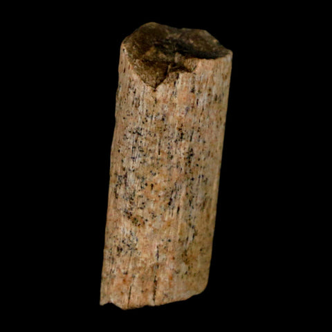 0.8" Hadrosaur Dinosaur Tendon Fossil Lance Creek FM Cretaceous WY COA Display - Fossil Age Minerals