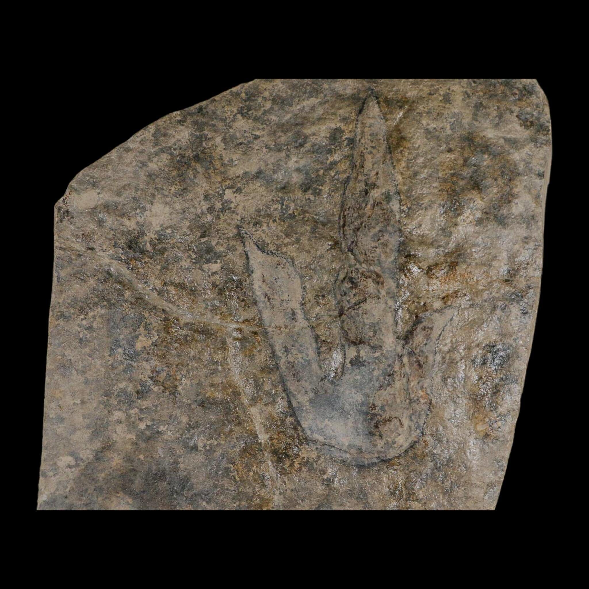 5.6" Grallator Variabilis Dinosaurs Tracks Foot Prints Jurassic Age France COA, Stand - Fossil Age Minerals