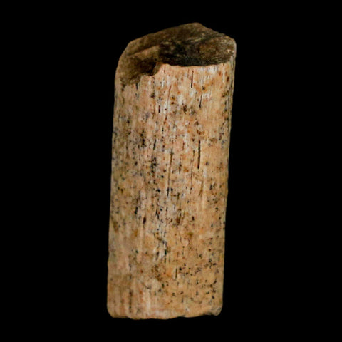 0.8" Hadrosaur Dinosaur Tendon Fossil Lance Creek FM Cretaceous WY COA Display - Fossil Age Minerals