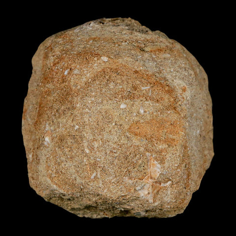 1.2" Mosasaur Prognathodon Fossil Tooth In Matrix Cretaceous Dinosaur Era COA - Fossil Age Minerals