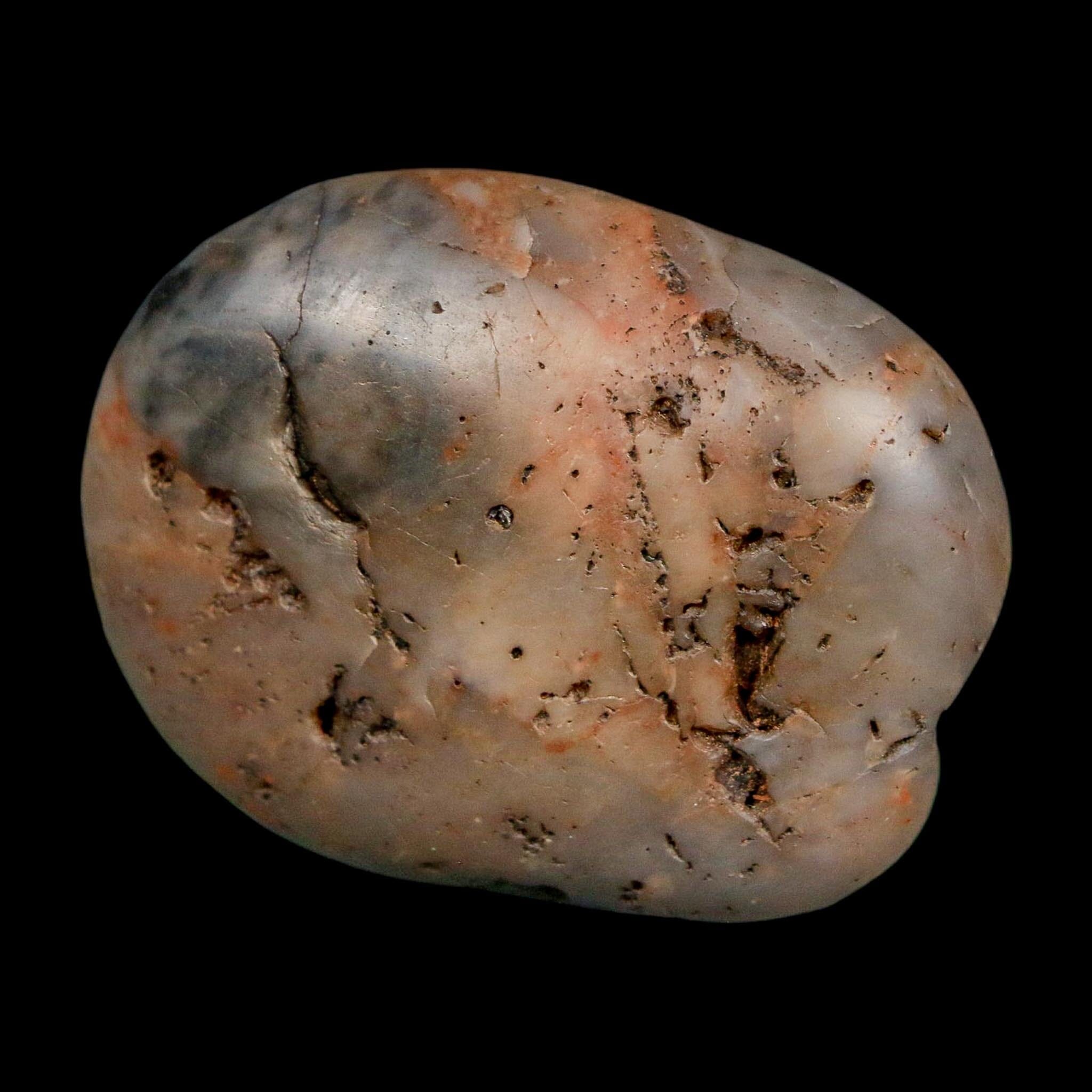 1.9" Sauropod Dinosaur Stomach Stone Gastrolith Rock Gizzard Stone COA - Fossil Age Minerals