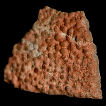 0.5" Megaloolithus Titanosaur Dinosaur Fossil Egg Shell Bouches Du Rhone France Display