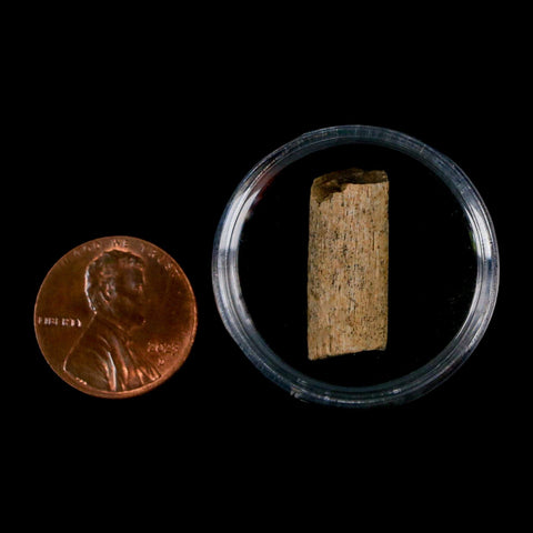 0.8" Hadrosaur Dinosaur Tendon Fossil Lance Creek FM Cretaceous WY COA Display - Fossil Age Minerals