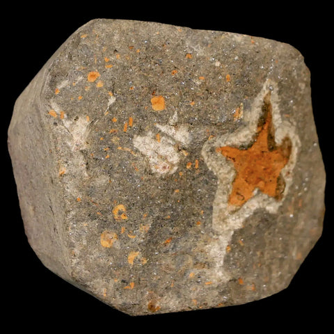 18MM Brittlestar Petraster Starfish Fossil Ordovician Age Blekus Morocco COA - Fossil Age Minerals