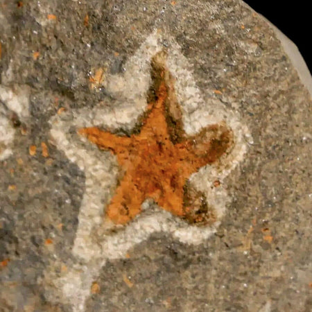 18MM Brittle Star Petraster Starfish Fossil Ordovician Age Blekus Morocco COA