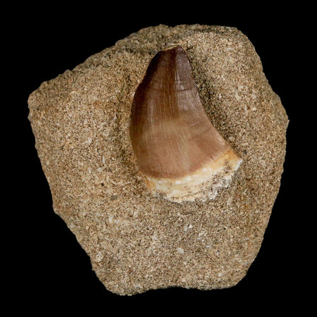 1.5" Mosasaur Prognathodon Fossil Tooth In Matrix Cretaceous Dinosaur Era COA