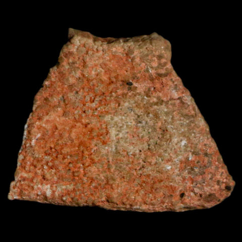 0.5" Megaloolithus Titanosaur Dinosaur Fossil Egg Shell Bouches Du Rhone France Display - Fossil Age Minerals