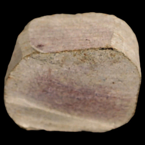 18MM Brittle Star Petraster Starfish Fossil Ordovician Age Blekus Morocco COA - Fossil Age Minerals