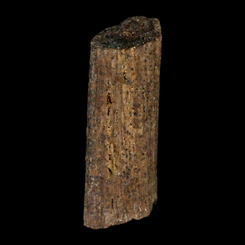 0.9" Hadrosaur Dinosaur Tendon Fossil Lance Creek FM Cretaceous WY COA Display - Fossil Age Minerals