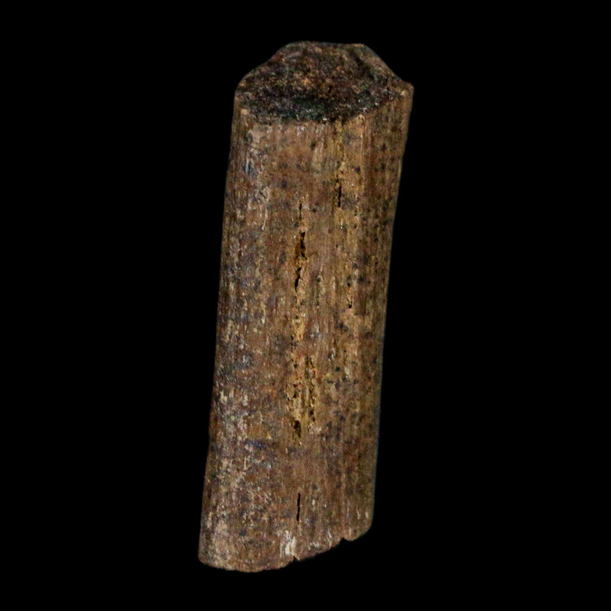 0.9" Hadrosaur Dinosaur Tendon Fossil Lance Creek FM Cretaceous WY COA Display - Fossil Age Minerals