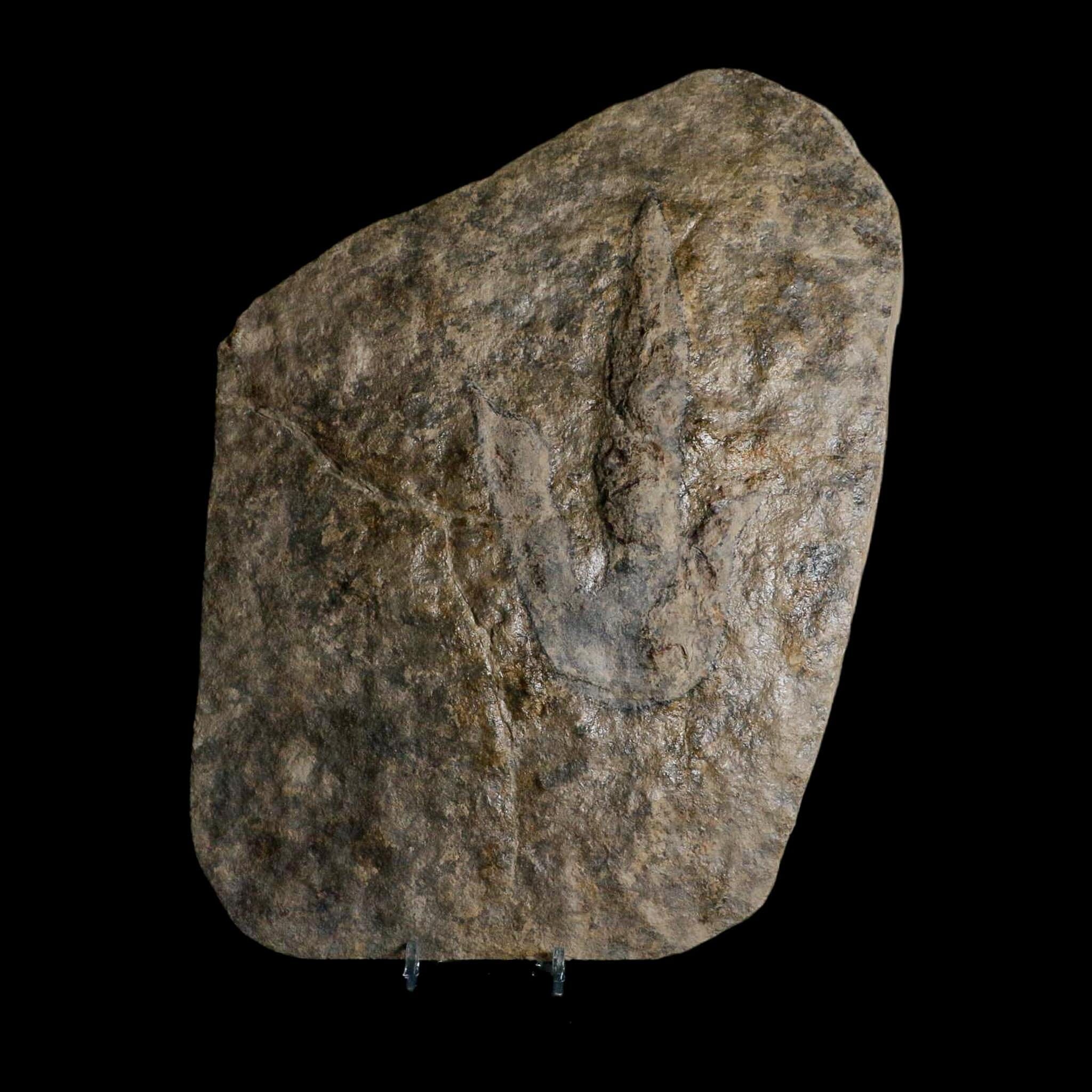 5.6" Grallator Variabilis Dinosaurs Tracks Foot Prints Jurassic Age France COA, Stand - Fossil Age Minerals