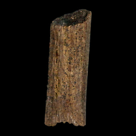 0.9" Hadrosaur Dinosaur Tendon Fossil Lance Creek FM Cretaceous WY COA Display