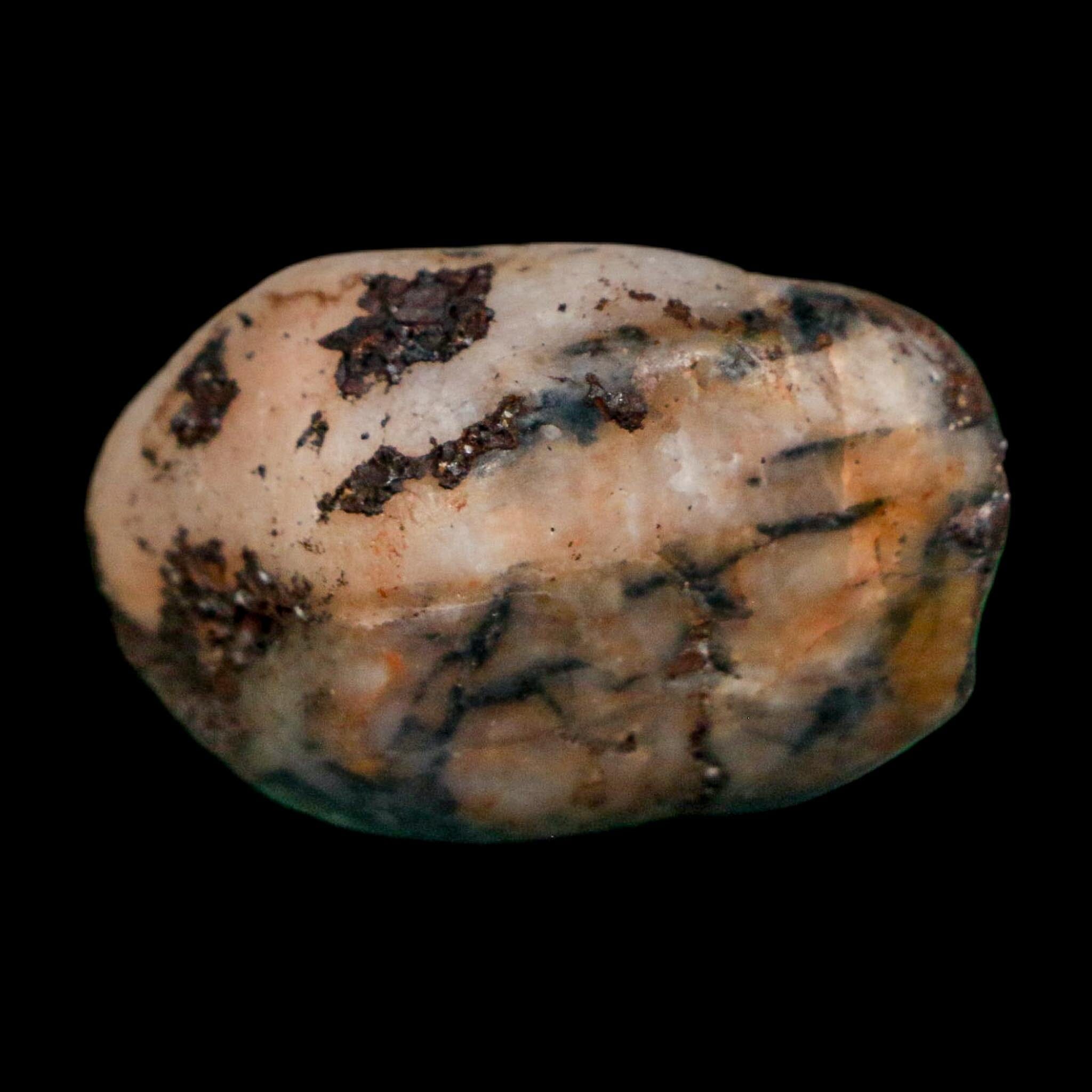 1.4" Sauropod Dinosaur Stomach Stone Gastrolith Rock Gizzard Stone COA - Fossil Age Minerals