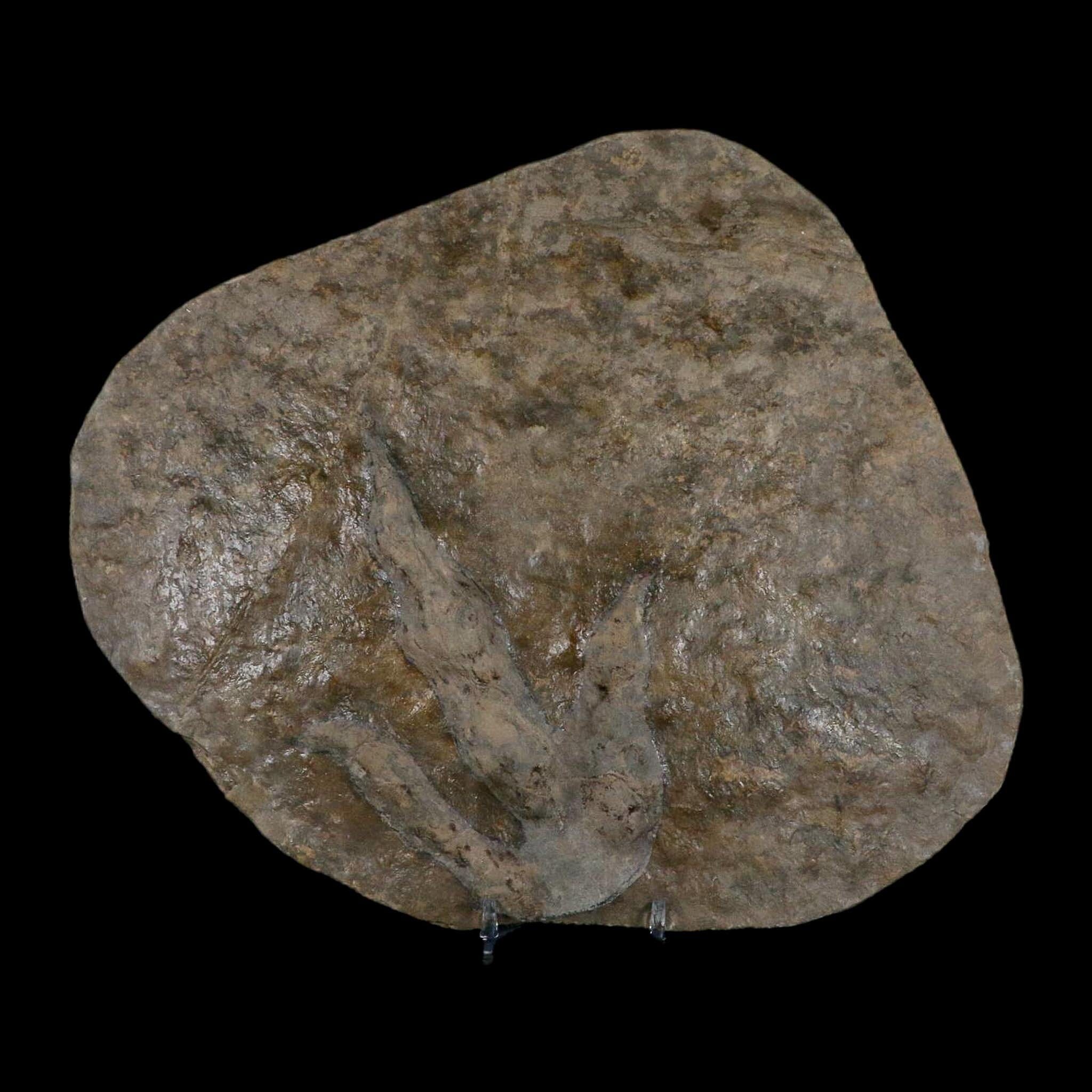 5.6" Grallator Variabilis Dinosaurs Tracks Foot Prints Jurassic Age France COA, Stand - Fossil Age Minerals